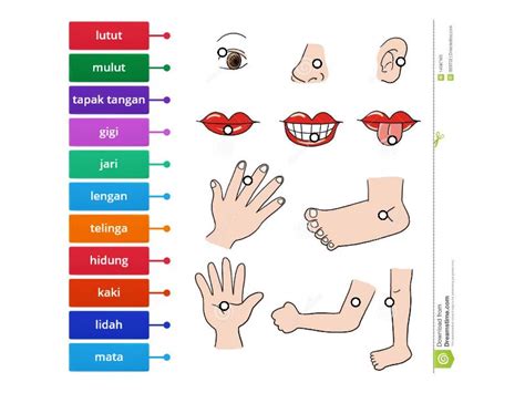 anggota badan labelled diagram