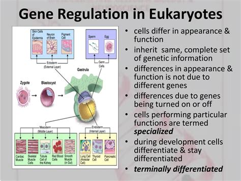 Ppt Regulation Of Gene Expression Powerpoint Presentation Id