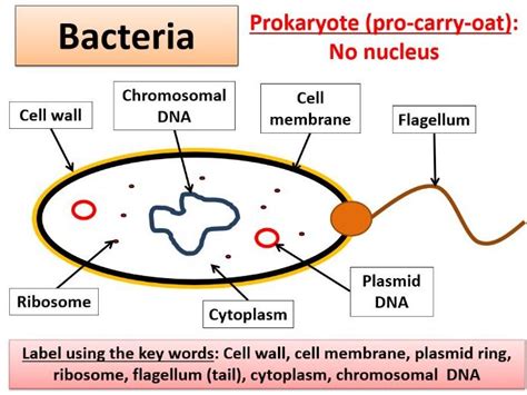 bacterial structure labeled