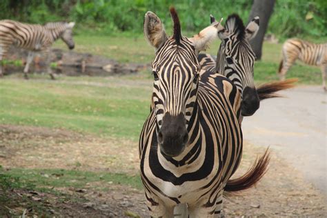 Lets Sneak Into Our Herbivores Animals Mara River Safari Lodge