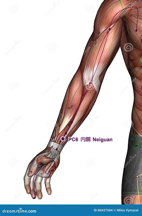 Acupuncture Point St1 Chengqi Stomach Meridian Stock Photography