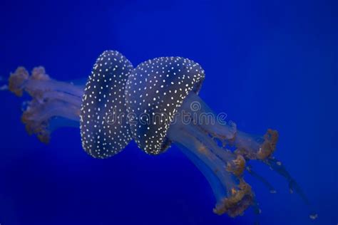 Incredible Bioluminescent Jellyfish Stock Photo - Image of incredible ...