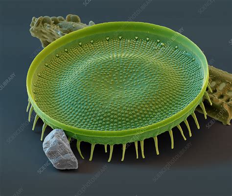 Phylum Chrysophyta Diatoms