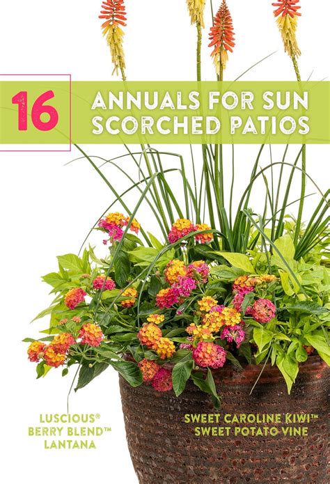 Annuals Hot Sun - Garden Plant