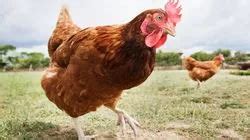 Husband Admits Having Sex With Chickens Three Times While His Wife Filmed It Mirror Online