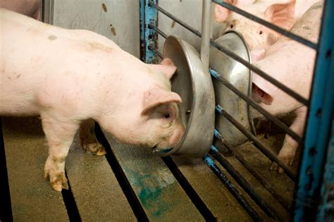 Learnings From 20 Years Of Enterisol Ileitis Use In Pigs