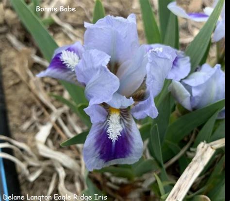 Bonnie Babe Historic Iris Preservation Society
