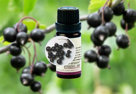 Эфирное масло смородины - AgroFlora.ru