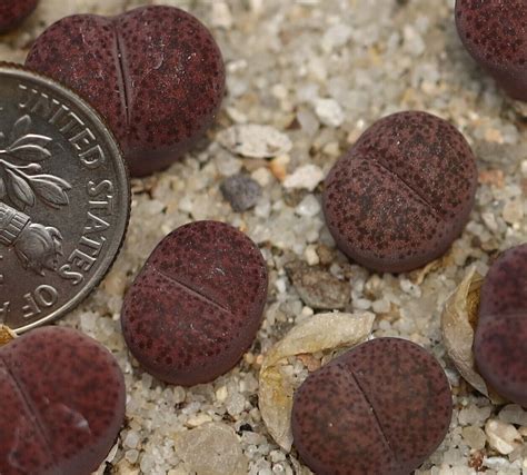 Plant One Lithops Localis Terricolor Pinky EBay