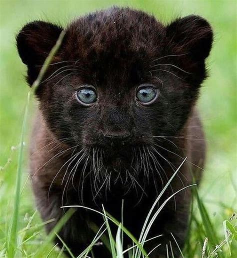 Buy Black Panther Cubs Online - Exotic Pets