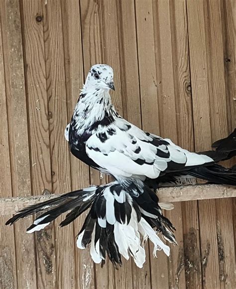 Fantail Pigeons Artofit
