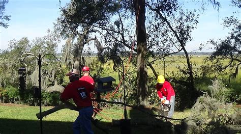 Preventing Hurricane Tree Damage With Preemptive Trimming