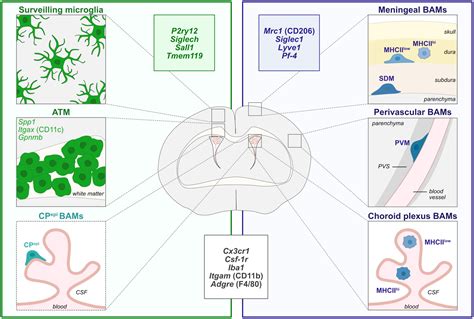 Frontiers Multifaceted Microglia During Brain Development Models And