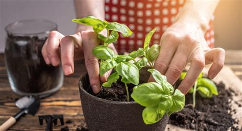 Hallo Garten So funktioniert s Unsere Pflanz Menüs