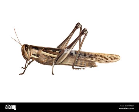 Swarming Insects Cut Out Stock Images And Pictures Alamy