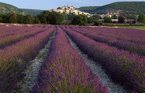 Lavanda Francia Campo Flor Campos Banon Naturaleza Flores