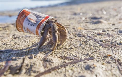 Раки-отшельники и их модные аксессуары