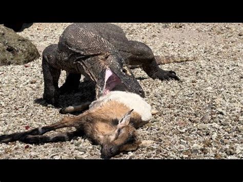 Komodo dragon eats a stranded goat at the location of Komodo Island