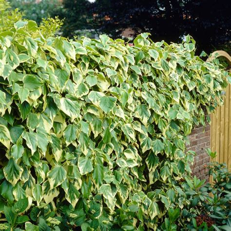 Variegated Ivy Hedera Colchica Dentata Variegata Roots Plants