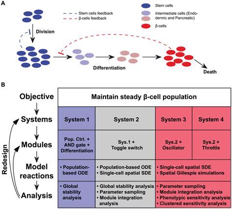 Overview Of System Design A The General Tissue Homeostasis Design