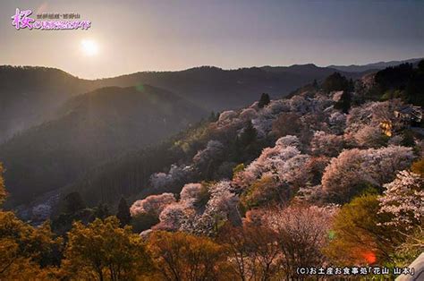 【必見】吉野山・桜の見所完全ガイド