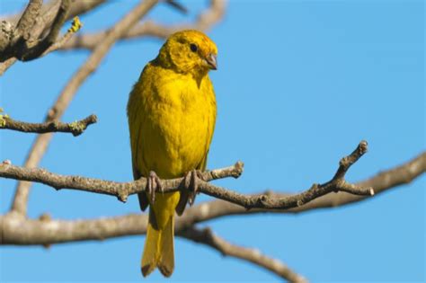 What Does A Goldfinch Sound Like? - Mind-blowing Facts Exposed! | Birds