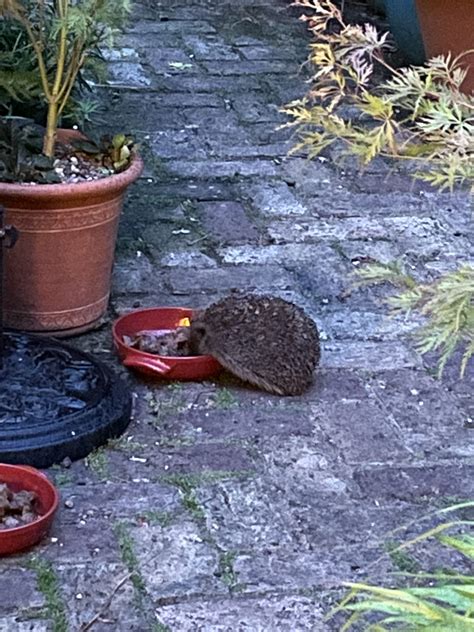London Cottage Garden Cottage Garden Hedgehog London Cottage Garden