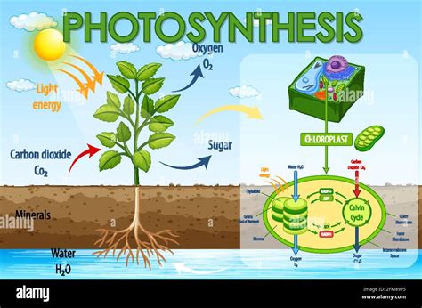 Input Output Of Photosynthesis