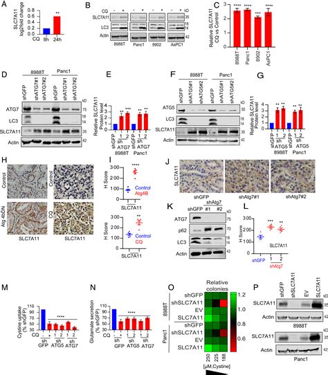 Autophagy Is Required For Proper Cysteine Homeostasis In Pancreatic