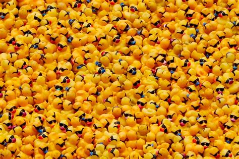 Rubber Ducky Race Duck Derby 2024 In Chicago Rove Me