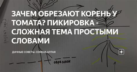 ЗАЧЕМ ОБРЕЗАЮТ КОРЕНЬ У ТОМАТА? ПИКИРОВКА - СЛОЖНАЯ ТЕМА ПРОСТЫМИ ...