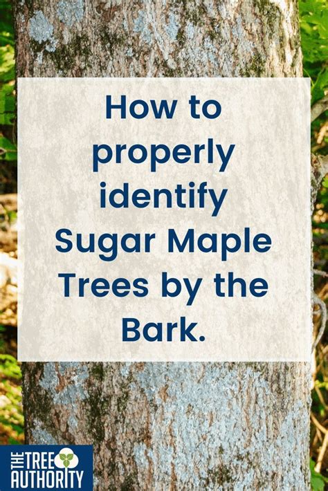 Sugar Maple Tree Facts How To Identify Acer Saccharum