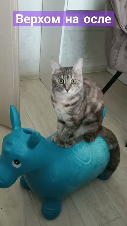 Верхом на осле #приколы #котики #коты #life #жизнь #travel - YouTube