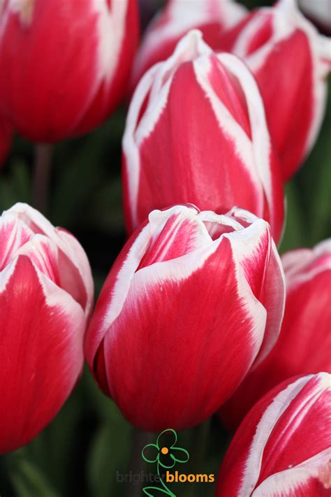 Tulip Guus Papendrecht – Brighter Blooms