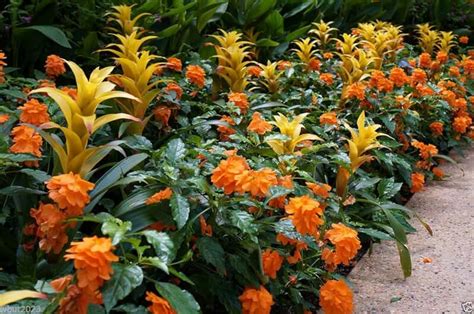 Amazon.com: crossandra plant