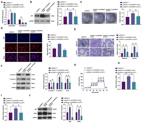 Circpgpep1 Affects Rcc Progression By Mir 378a 3pjpt1 Axis Pcdna