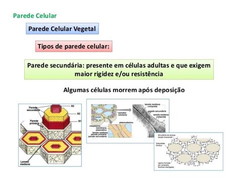 Qual A Função Da Parede Celular - Função Da Parede Celular : PAREDE CELULAR: CARACTERÍSTICAS, FUNÇÕES E ...