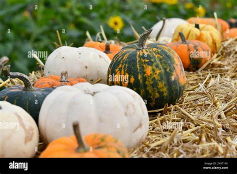 Uk Pumpkin Patch Stock Photo Alamy