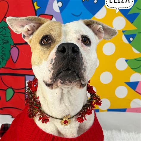 Gene... - Genesee County Animals in Need of Homes and Rescues