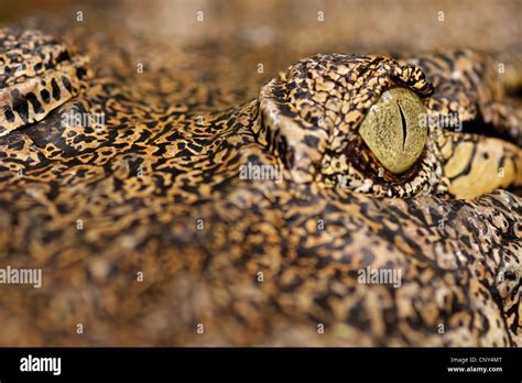 saltwater crocodile, estuarine crocodile (Crocodylus porosus), close-up