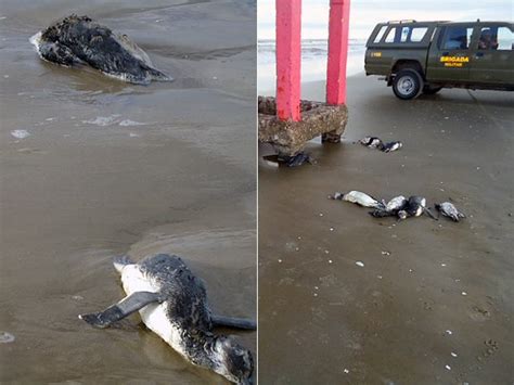 G Mais De Pinguins Aparecem Mortos No Litoral Do Rs Diz Ufrgs