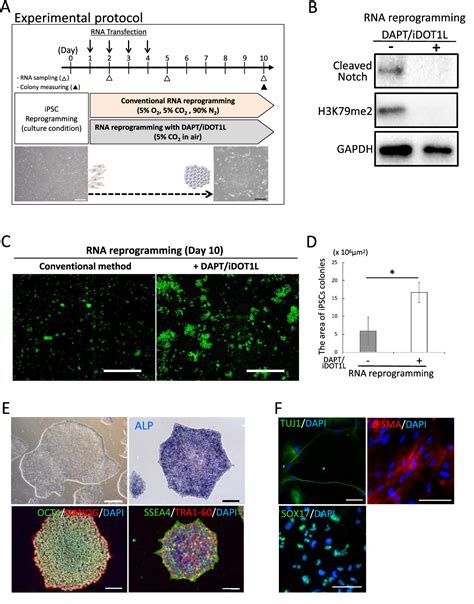 Efficient Reprogramming Of Human Fibroblasts Using RNA Reprogramming