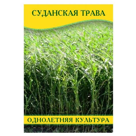 Суданская трава: описание, свойства и сфера применения
