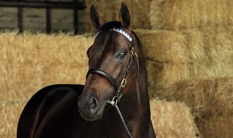 New Group Winner For Too Darn Hot Australia