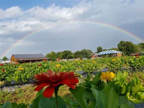 Blooms & Berries Farm Market | PickYourOwn.farm