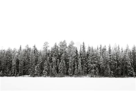 Der Wald Auf Dem Eissee Ist In Der Wintersaison In Lappland Finnland