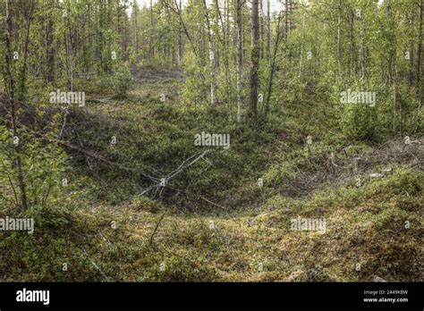 Remains Of An Ancient Trapping Pit Near At The Stream Skelleftalven In