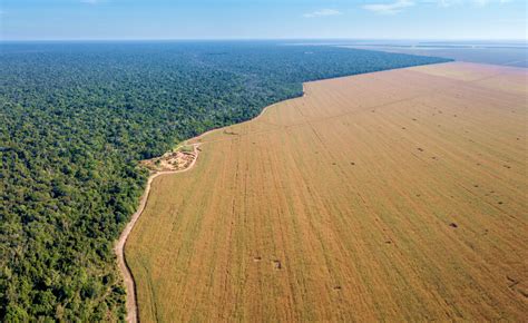 Amazzonia Deforestazione Tiziana Beghin