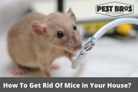 How To Get Rid Of Mice In Your House