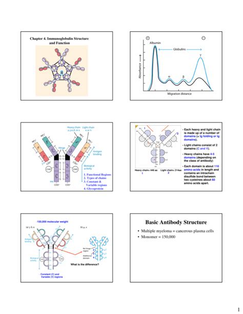 Basic Antibody Structure